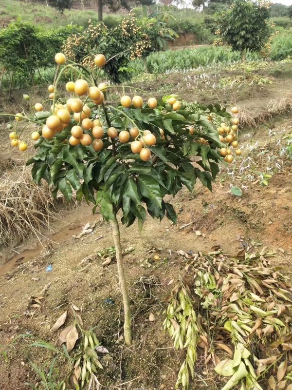 黑黄皮果苗  广西灵山三海黑黄皮苗