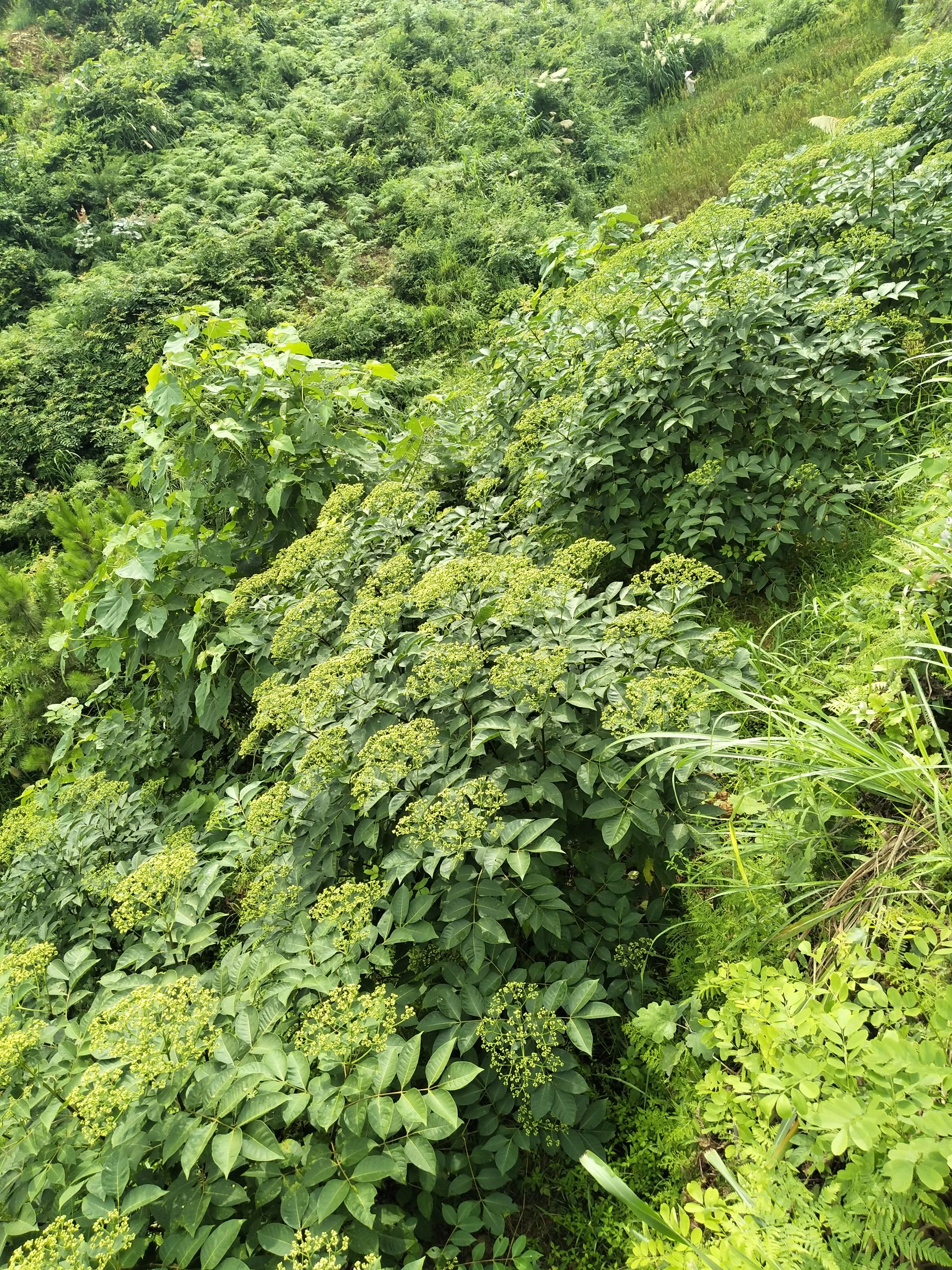 吴茱萸苗 纯中花吴茱萸，品种纯不开裂