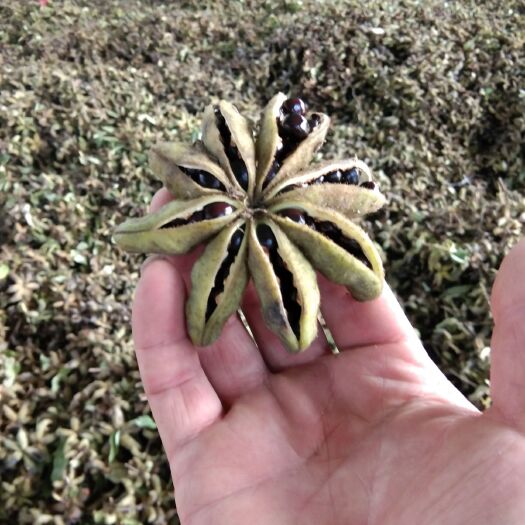 菏泽 油用牡丹种子，纯阴干，育苗保证出芽率95%以上