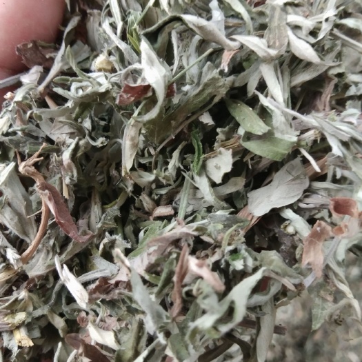 安丘市蕲艾 艾草，量大