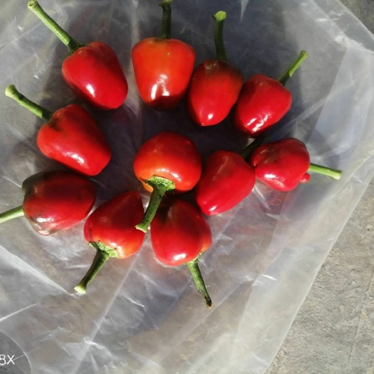 遵义草莓椒 5cm以下 特辣 红色