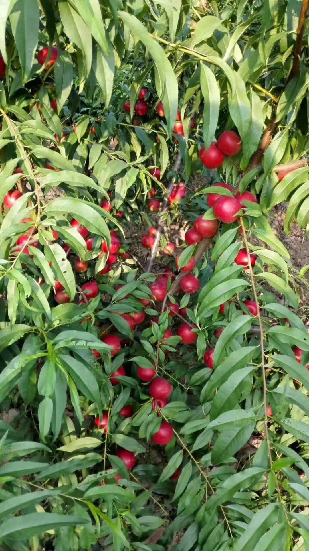 珍珠枣油桃  珍珠油桃大量上市