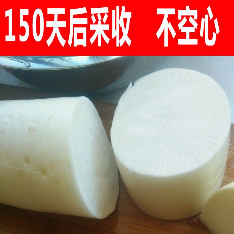 蔬菜种子澳洲九斤王萝卜种子白萝卜种子春不老萝卜种子不空心萝卜
