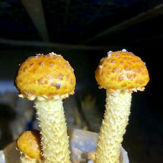 湛江 黄松茸