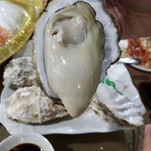 乳山市乳山牡蛎 乳山生蚝精品货