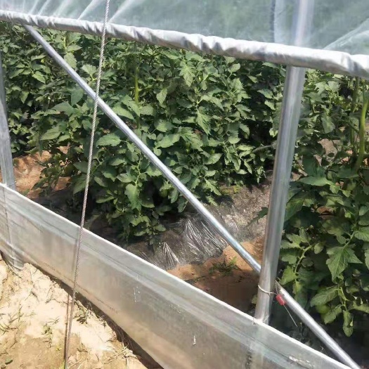 沭阳县种植大棚 蔬果大棚