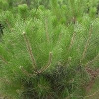 临夏县山地油松 自种油松，一手货源，成活率高