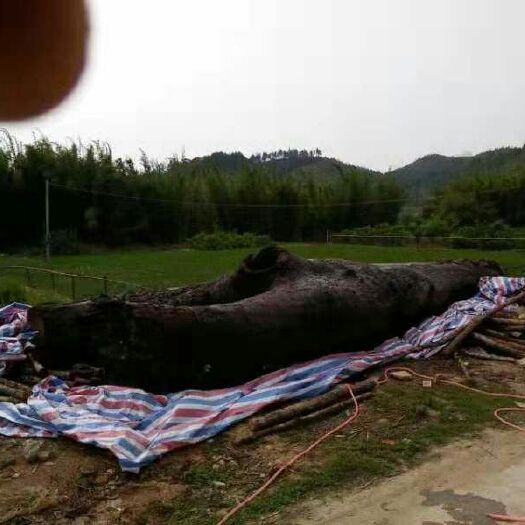 龙门县 金丝楠木原木