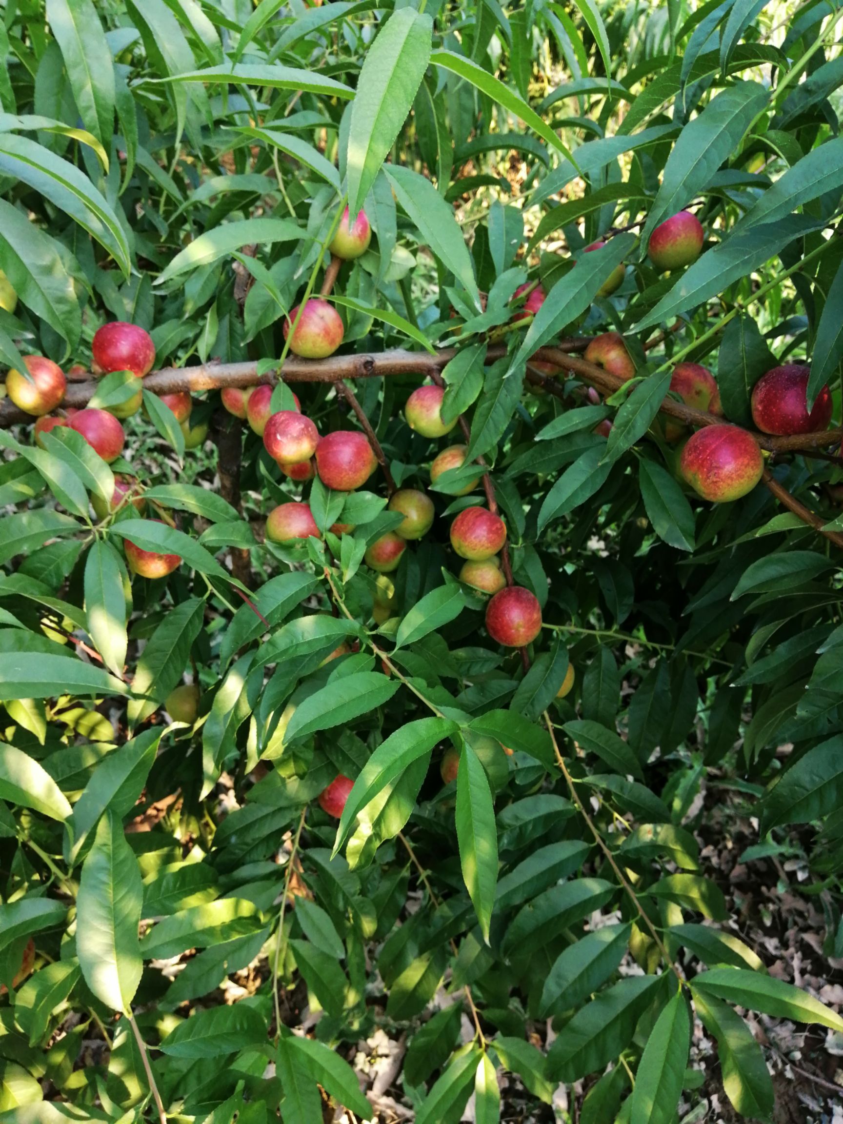 珍珠枣油桃  珍珠油桃大量上市