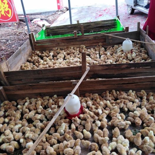 南宁三黄鸡苗 四贵批发，长年有货，防疫苗，