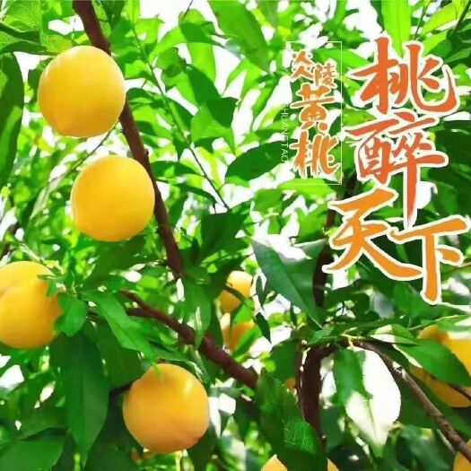 炎陵县 正宗的炎陵黄桃，上午果园采摘，下午发货，砸单过来吧！
