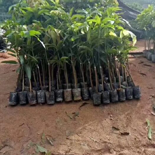 灵山县 金煌芒果苗   桂七   红贵妃  台农芒果苗