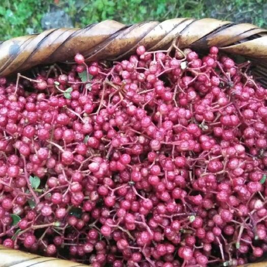 云龙县 花椒鲜   味嘛