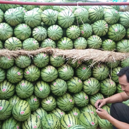 蒲城县金城5号西瓜  诚信第一，客户至上，让您高兴而来，满意而归