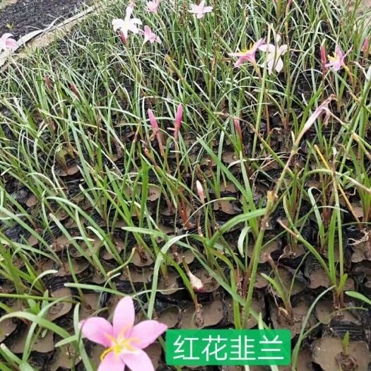 青州市草花 货源充足，质优价廉