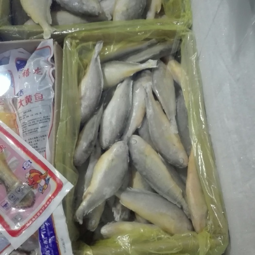 长沙大黄鱼 140
