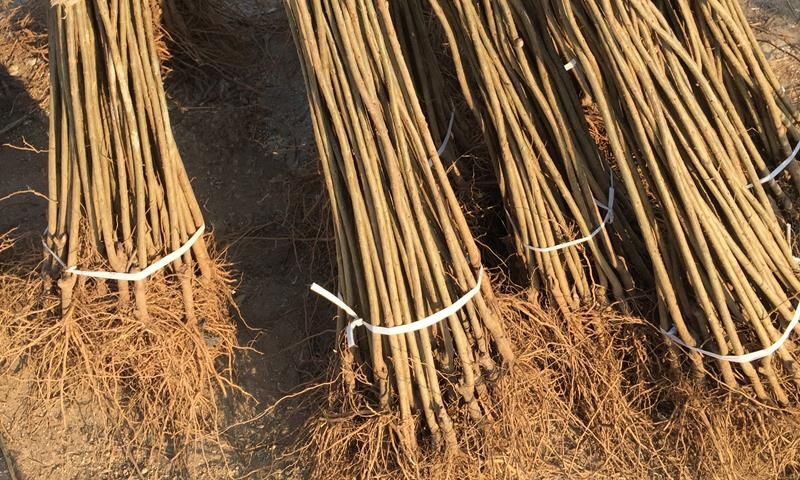 突尼斯软籽石榴树苗  突尼斯软籽石榴苗批发软籽石榴树苗现挖现