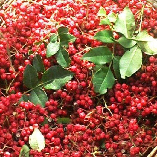 兰州 有三个乡镇种植花椒，现在属于采摘时节足可保证供货流转