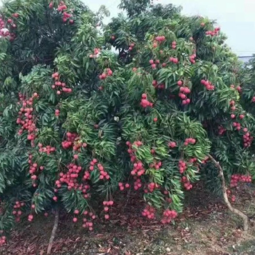 灵山县无核荔枝苗  无核荔枝，果大饱满，肉质透明，清脆味甜，无核，种植次年结果。