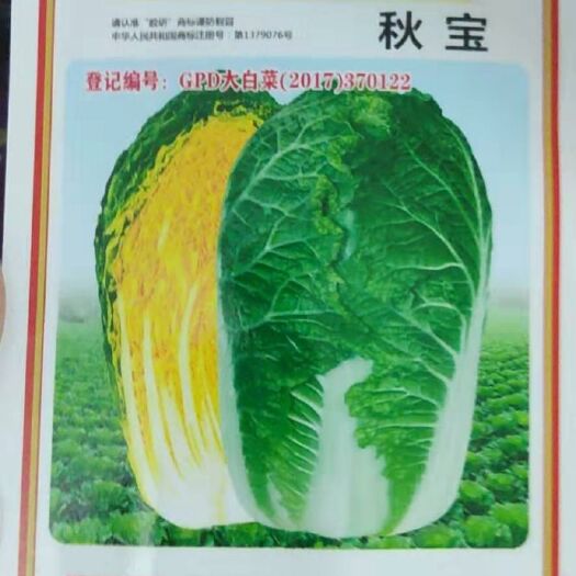 夏邑县 秋宝黄心白菜种子