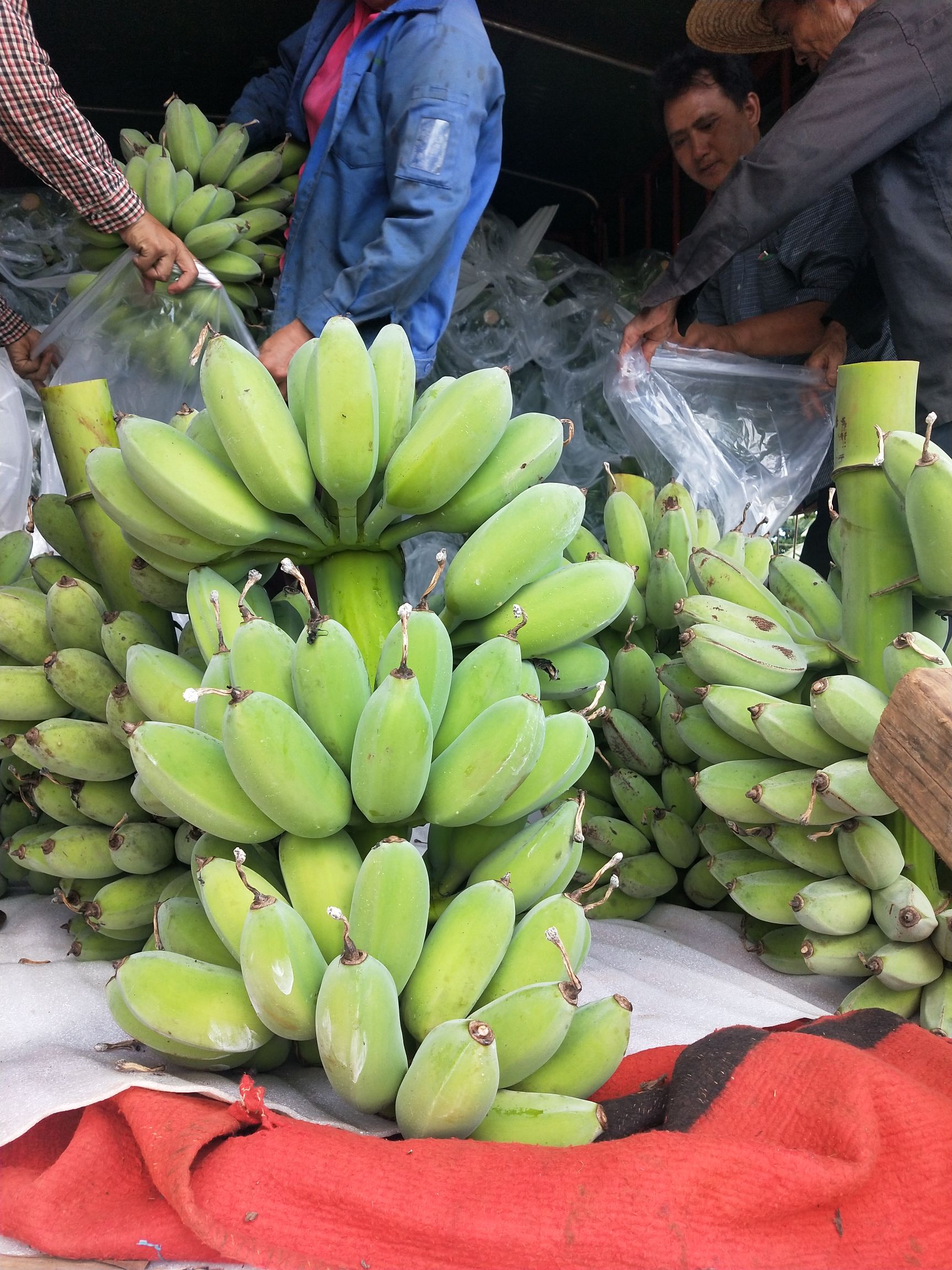 香蕉  徐闻优质苹果蕉、粉蕉、巴西蕉……