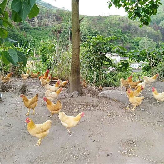 衡阳土鸡苗  湘黄土鸡