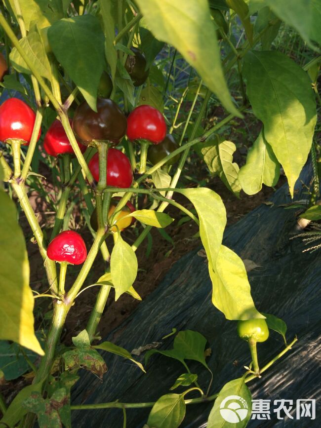  出售，辣椒，草莓椒，中辣。自己种了几亩，没用过农药的辣椒。