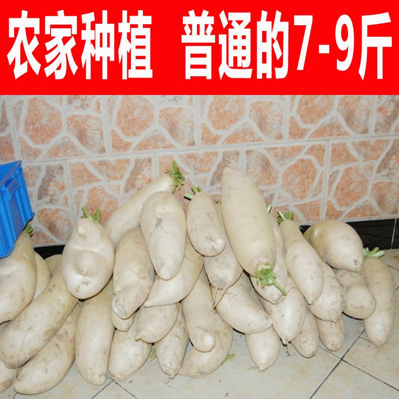 蔬菜种子澳洲九斤王萝卜种子白萝卜种子春不老萝卜种子不空心萝卜