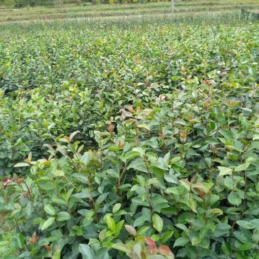 遂川县实生油茶苗.木梓苗