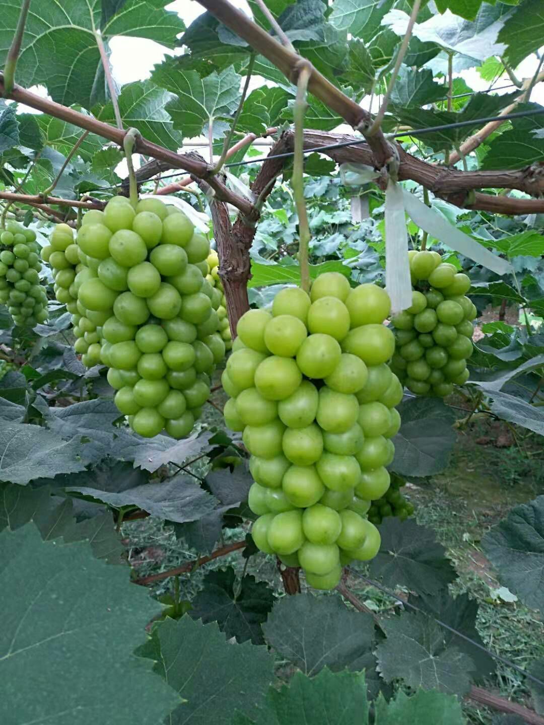 大荔縣陽光玫瑰葡萄價格戶太葡萄基地夏黑葡萄產地紅提葡萄批發