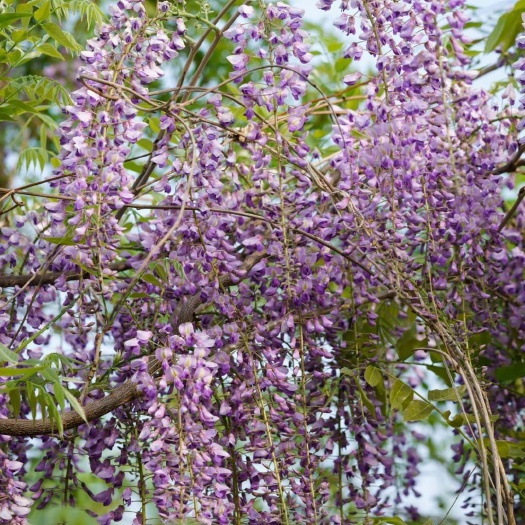 费县丰花紫藤  日本多花紫藤大量供应