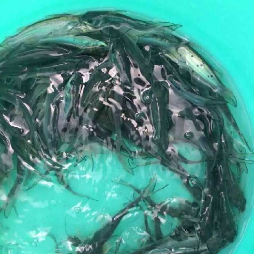 射阳县 斑点叉尾鮰鱼苗