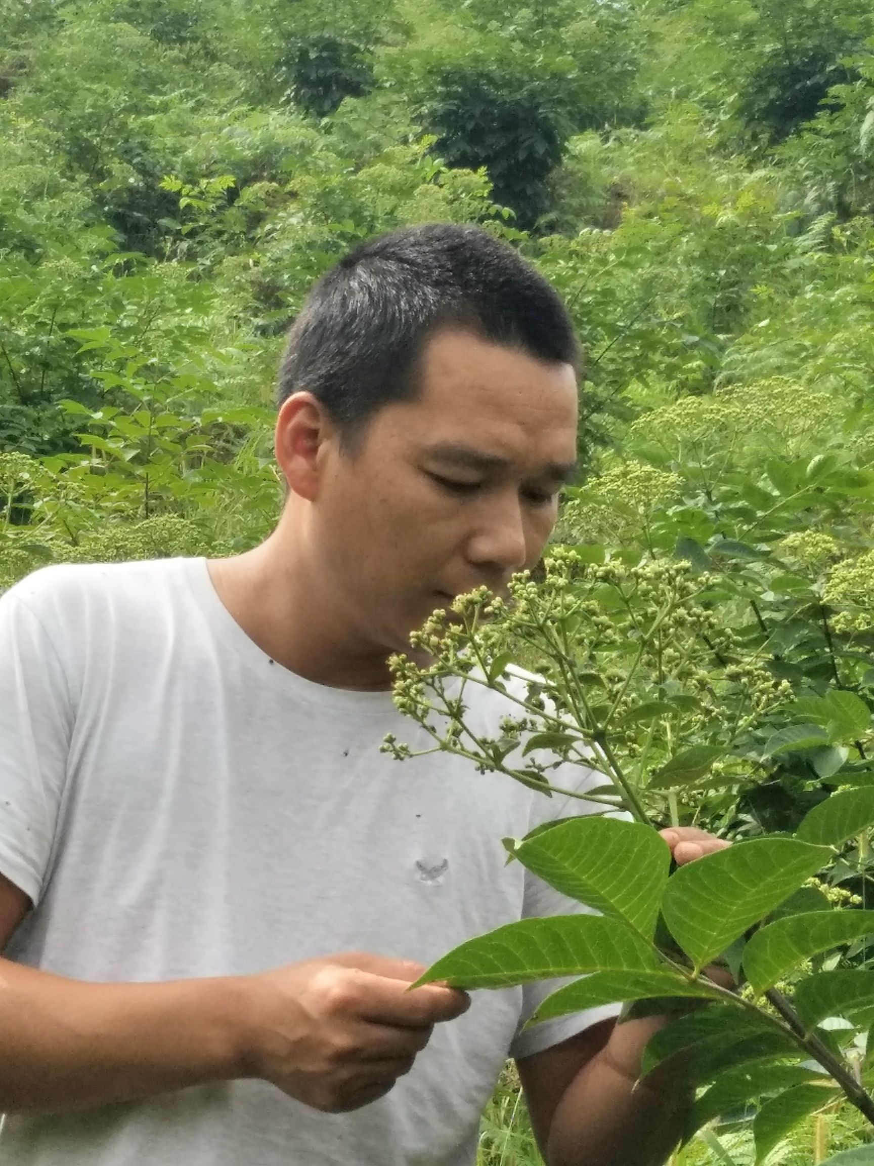 吴茱萸苗 纯中花吴茱萸，品种纯不开裂