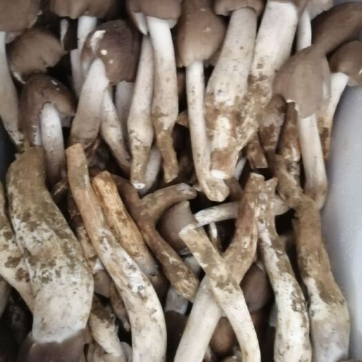 来宾 新鲜鸡枞菌五月菇荔枝菌