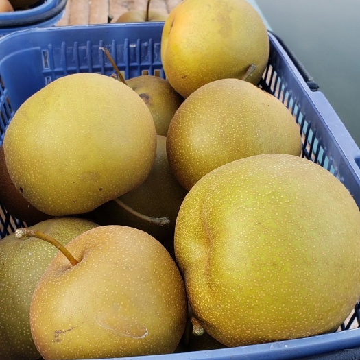 凤台县黄金梨 80mm以上 100-150g