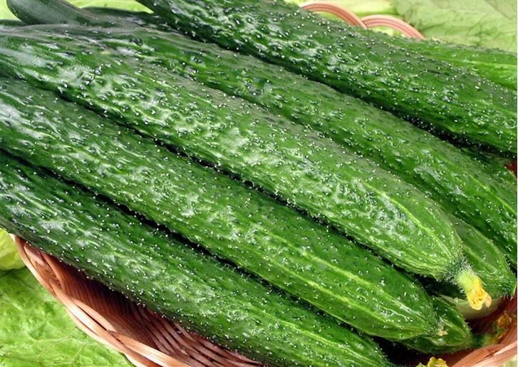 莘县 大量黄瓜上市