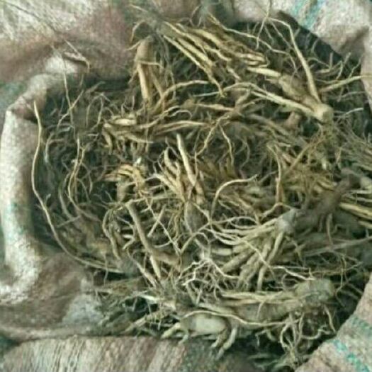 绿春县 仙茅，