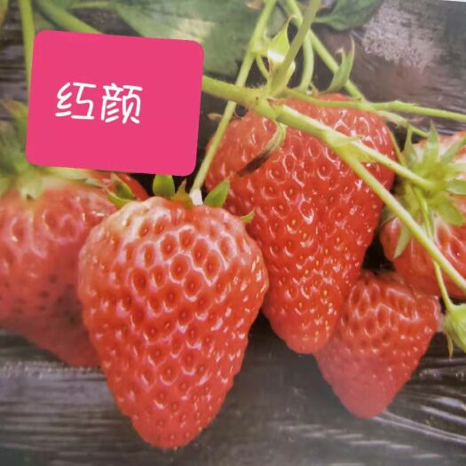 泰安红颜草莓苗 红颜草莓，果个大，口感好，产量高，采摘必备，你值得拥有
