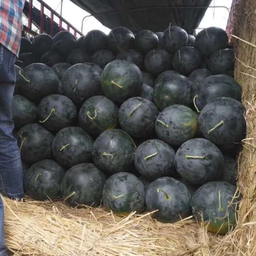 扶沟县8424西瓜 大量上市中有需要联系
