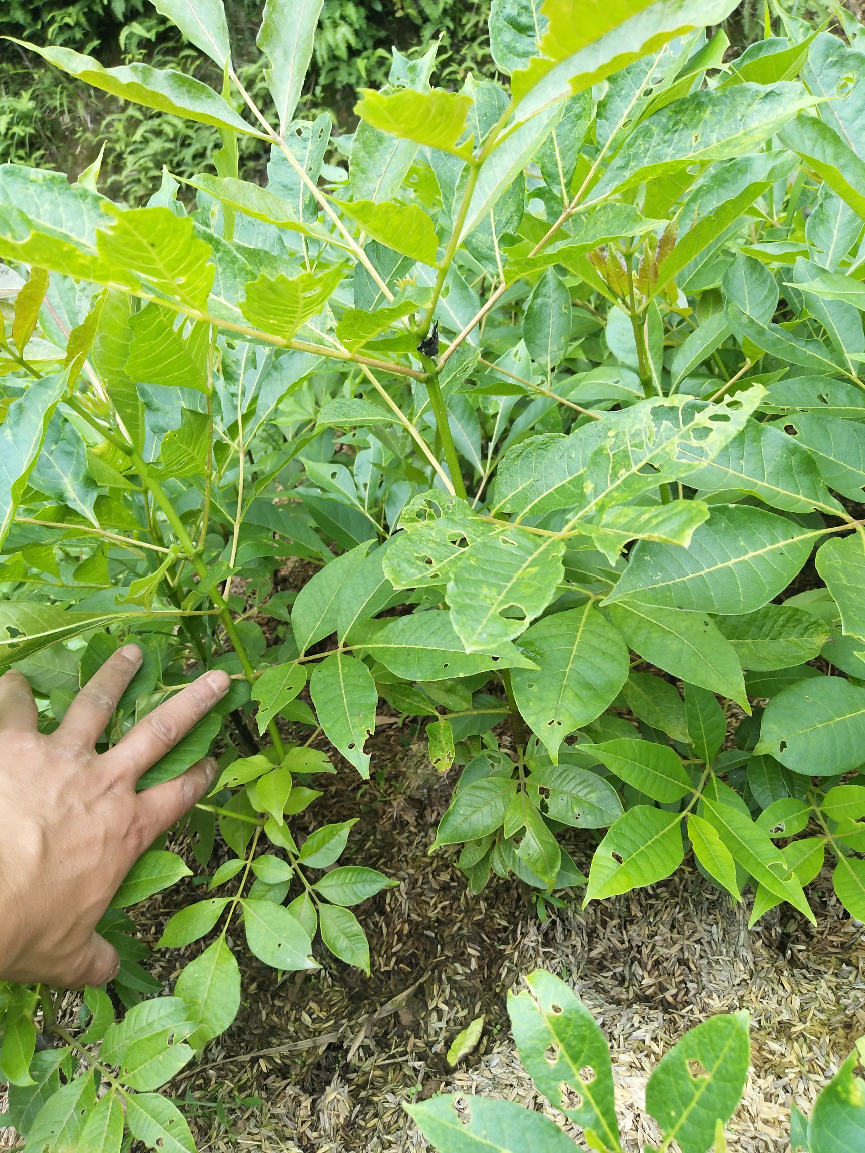 吴茱萸苗 纯中花吴茱萸，品种纯不开裂