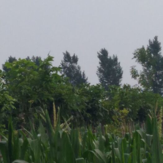 隆尧县红叶白蜡 2~2.5米