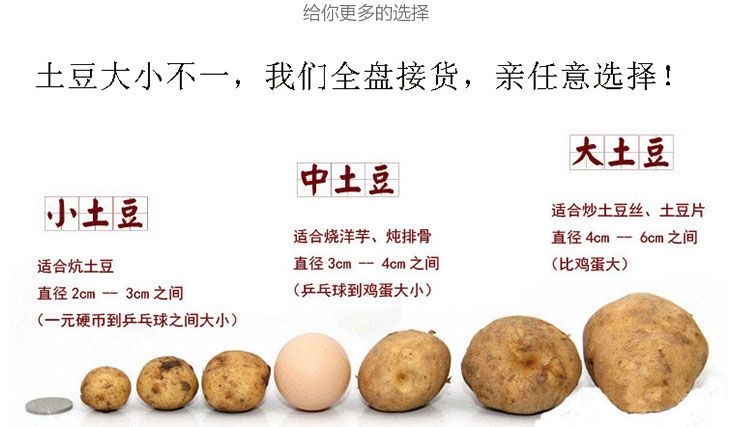 建始县 恩施特产马尔科迷你小土豆，硬币大小，口感甜糯，大小都有