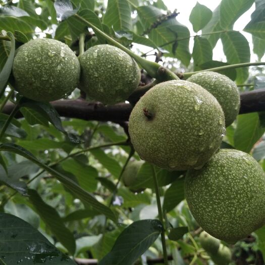 玉田县青皮核桃 来自大山的美味