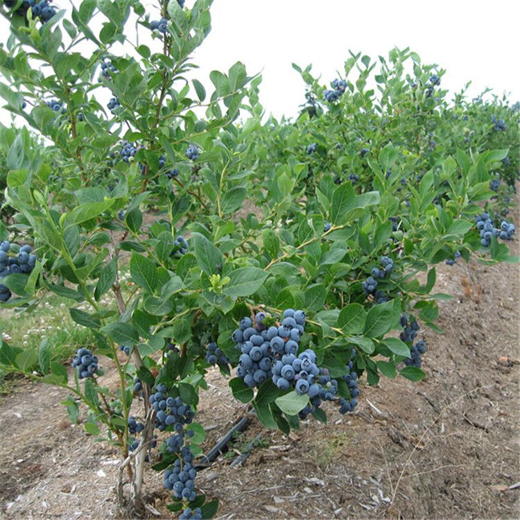 矮丛蓝莓苗带土发货2到6年大苗盆栽地栽当年结果大苗包成活包邮