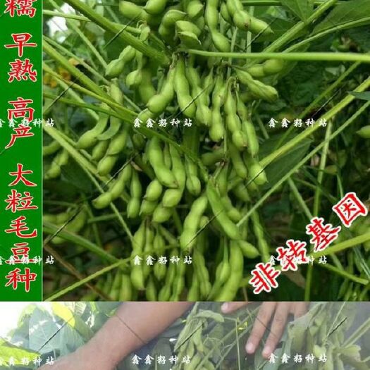 邵东市早熟鲜食糯非转大荚菜毛豆种子农家黄大豆高产四季播种蔬菜籽