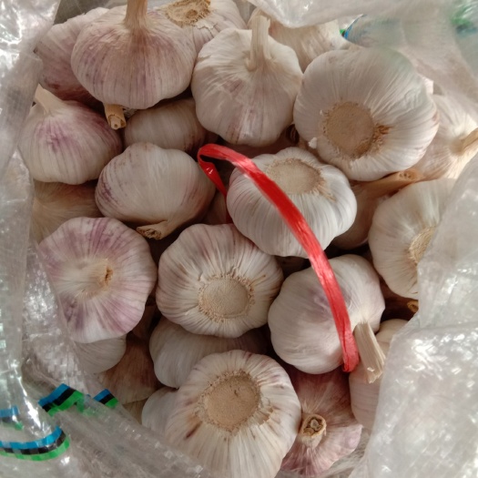 邳州市 邳州精品6.5CM大蒜