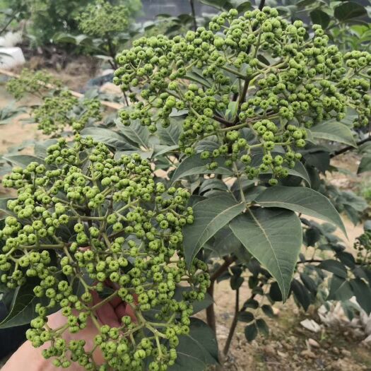 南宁吴茱萸种子 吴茱萸  鲜货