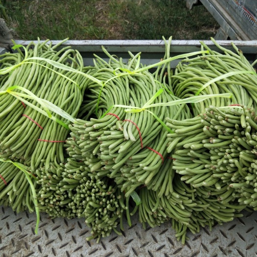 利辛县 玉米地套种无架豆角，不打除草剂，每天采摘三万斤
