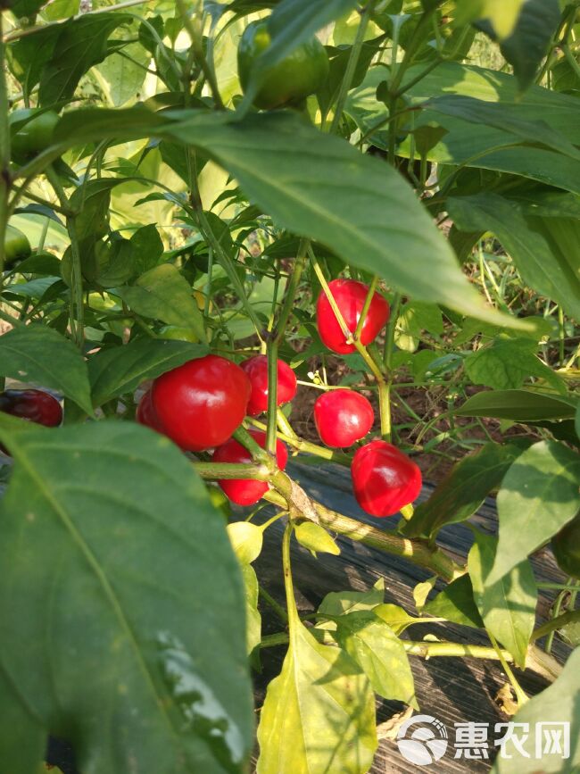  出售，辣椒，草莓椒，中辣。自己种了几亩，没用过农药的辣椒。