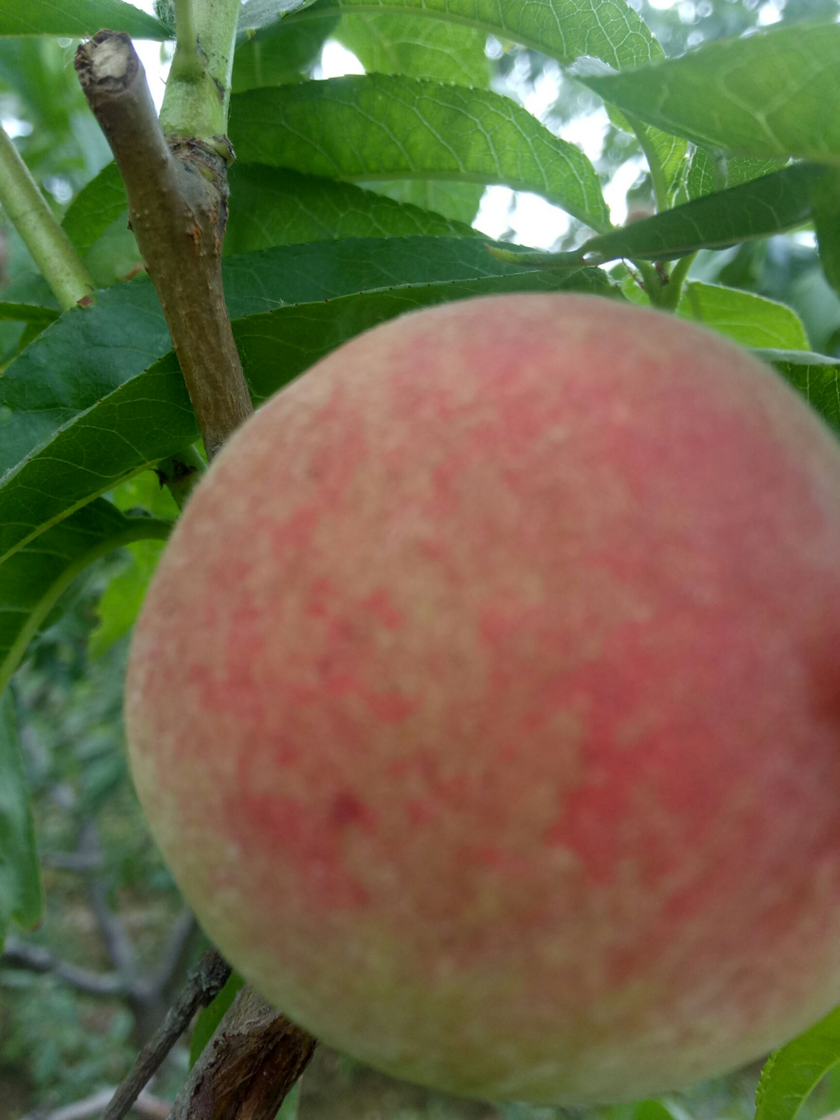 生态园林 北新生态园，瓜果菜安全。安全瓜果菜，吃出健康来。
